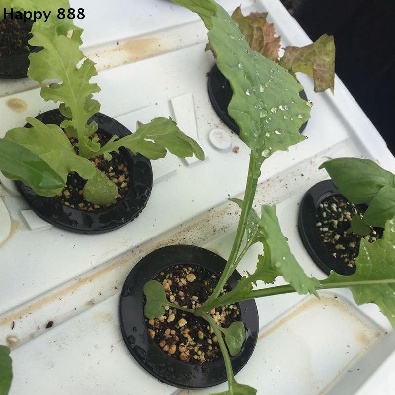 25 Pieces Of Hydroponic Basket - Food Storage Plants のレビューと価格