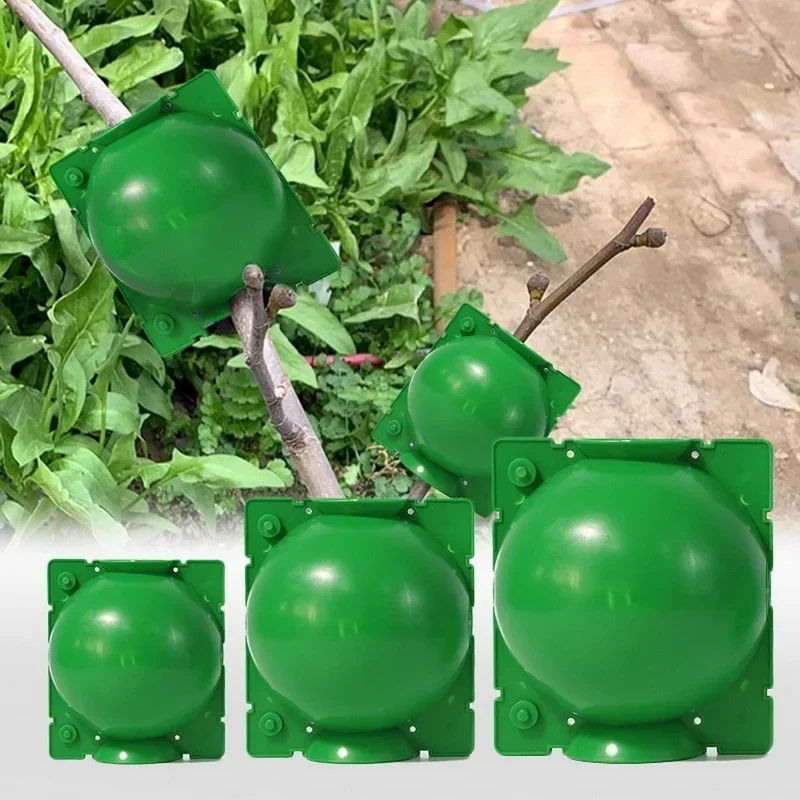 5 Pcs Practicality Plant Rooti - Food Storage Plants のレビューと価格