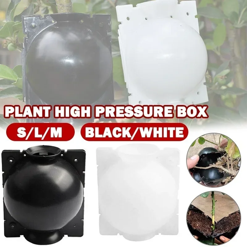 5 Pcs Practicality Plant Rooti - Food Storage Plants のレビューと価格