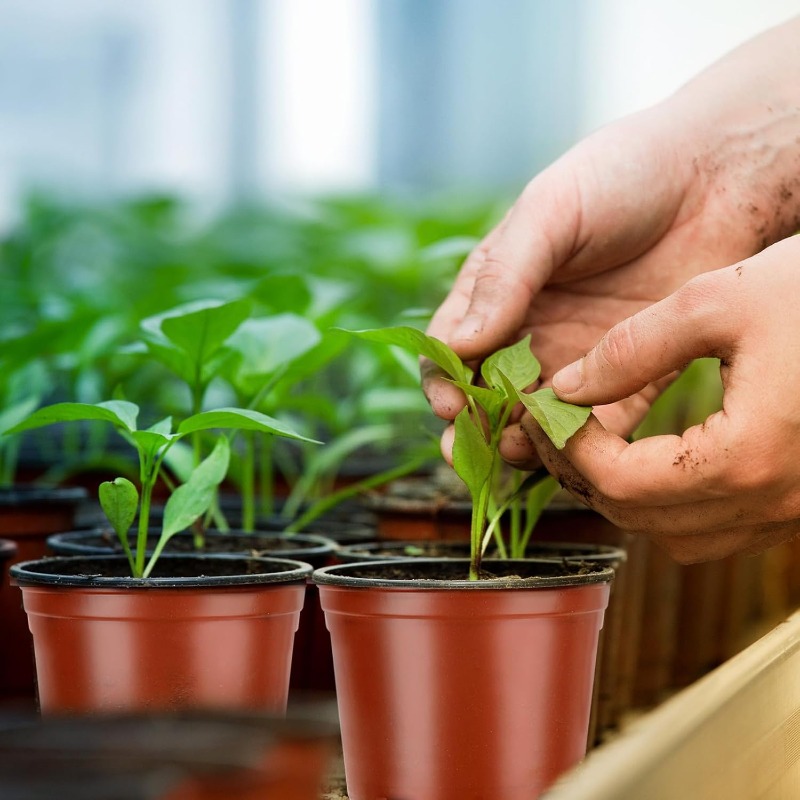 100/20x Plastic Plant Nursery  - Food Storage Plants のレビューと価格