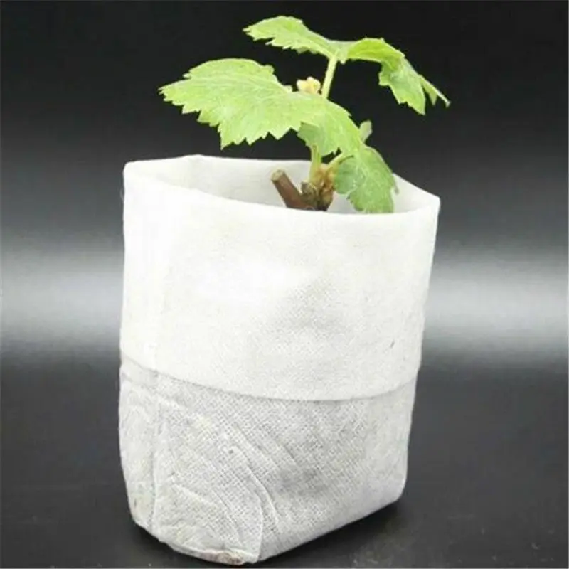 25/50/100pcs Different Sizes N - Food Storage Plants のレビューと価格