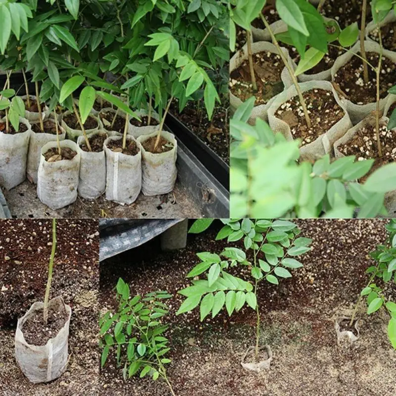 25/50/100pcs Different Sizes N - Food Storage Plants のレビューと価格